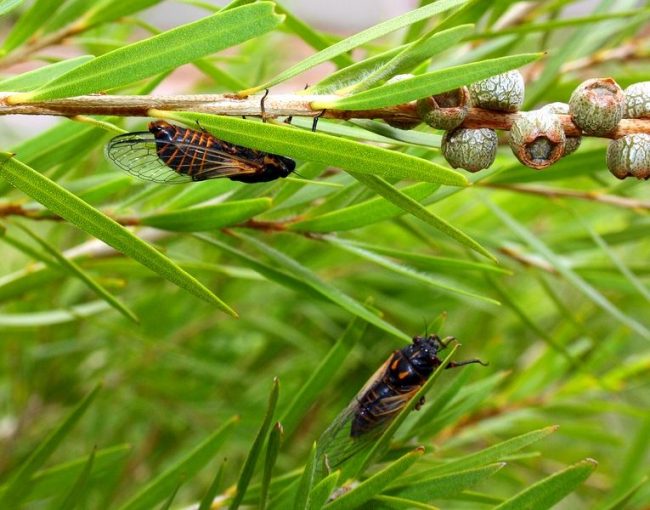 Цикада. С наступлением осени самки используют свои яйцеклады для прокалывания листьев, стеблей и других мягких тканей растений. В образовавшуюся ямку откладывают яйца, из которых через месяц появляются личинки