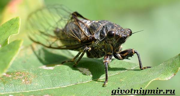 Цикада-насекомое-цикада-образ жизни и среда обитания-4
