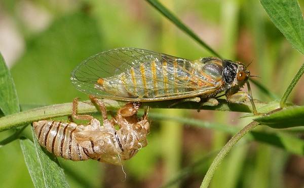Цикада-насекомое-описание-характеристики-виды-образ жизни-и-среда обитания-цикада-11