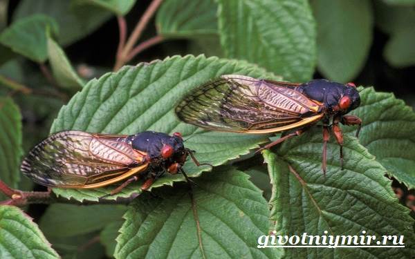 Цикада-насекомое-цикада-образ жизни и среда обитания-5