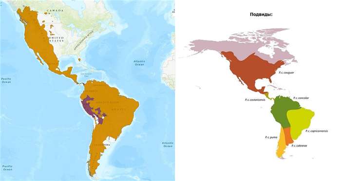 ареал обитания пумы на карте