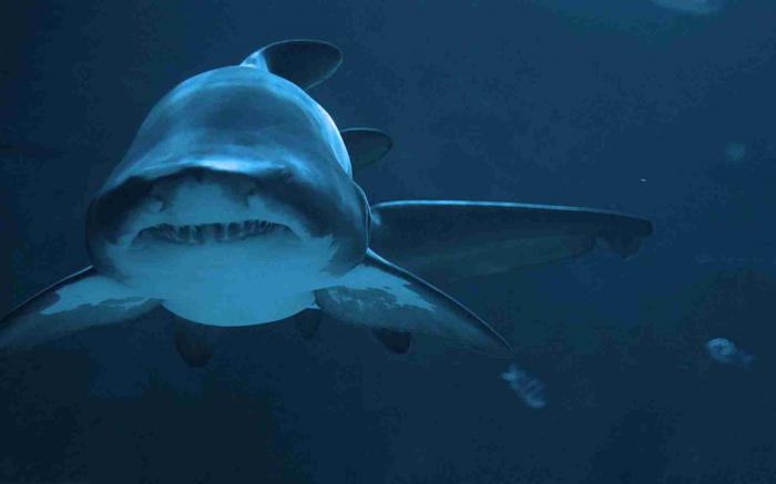 бычья акула фото
