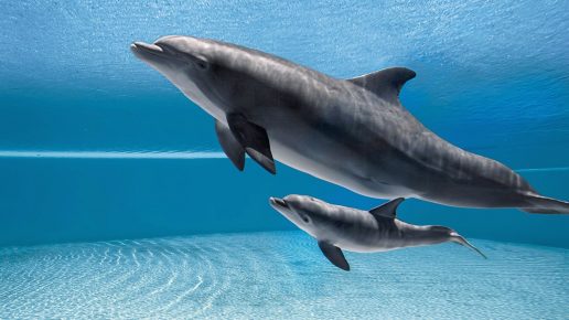 дельфин с малышом