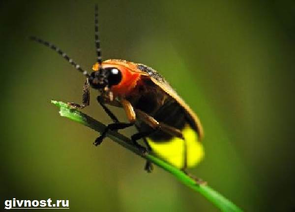 Светлячок-насекомое-образ жизни-и-среда обитания-светлячок-1