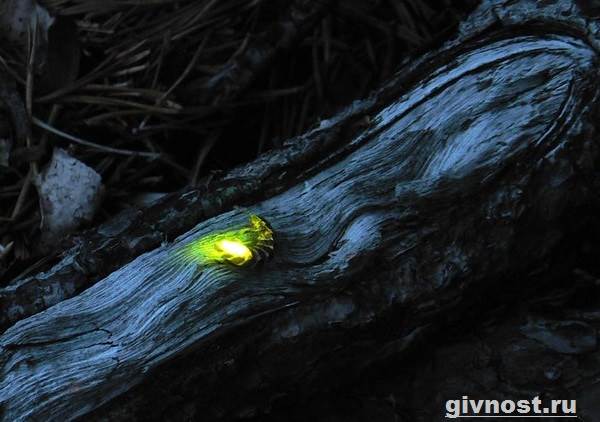 Светлячок-насекомое-образ жизни-и-среда обитания-светлячок-9
