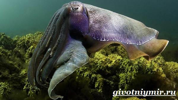 Кальмар-морепродукты-образ жизни-и-среда обитания-кальмар-9