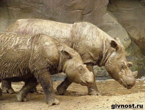 Носорог-животное-образ жизни-и-среда обитания-носорог-9