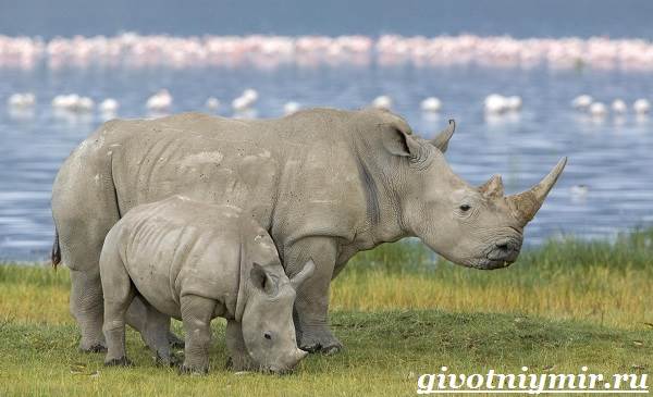 Носорог-животное-образ жизни-и-среда обитания-носорог-2