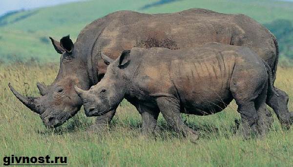 Носорог-животное-образ жизни-и-среда обитания-носорог-7