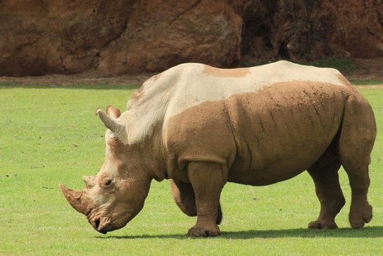 Строение носорога