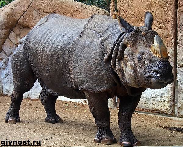 Носорог-животное-образ жизни-и-среда обитания-носорог-3