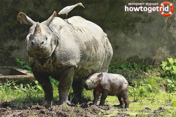 Индийский носорог — описание, среда обитания, образ жизни — ZdavNews
