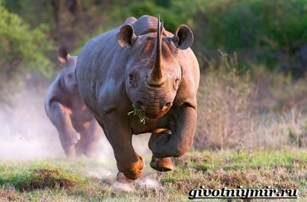 Носорог-животное-образ жизни-и-среда обитания-6