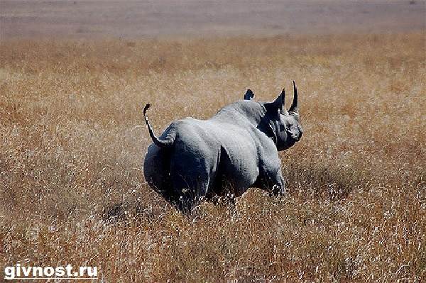 Носорог-животное-образ жизни-и-среда обитания-носорог-8