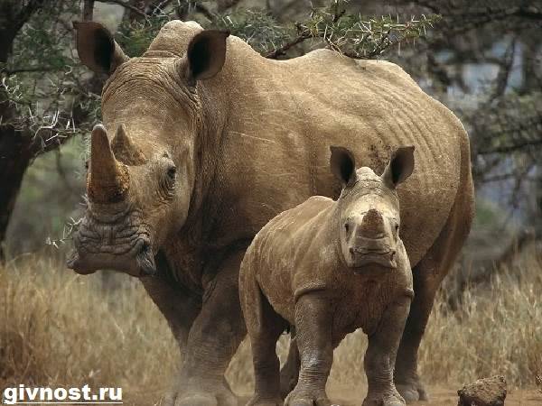 Носорог-животное-образ жизни-и-среда обитания-носорог-11