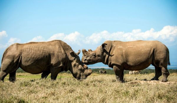 Фото: Белые носороги