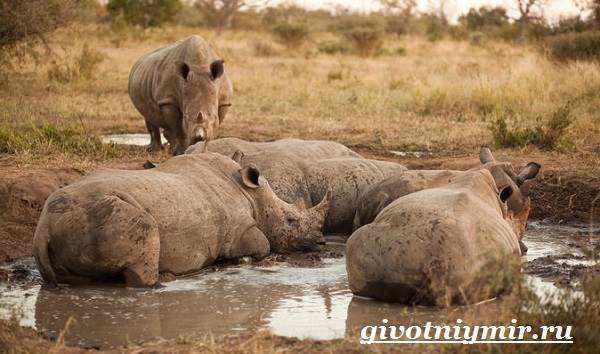 Носорог-животное-образ жизни-и-среда обитания-носорог-5