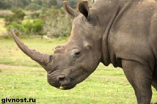 Носорог-животное-образ жизни-и-среда обитания-носорог-4