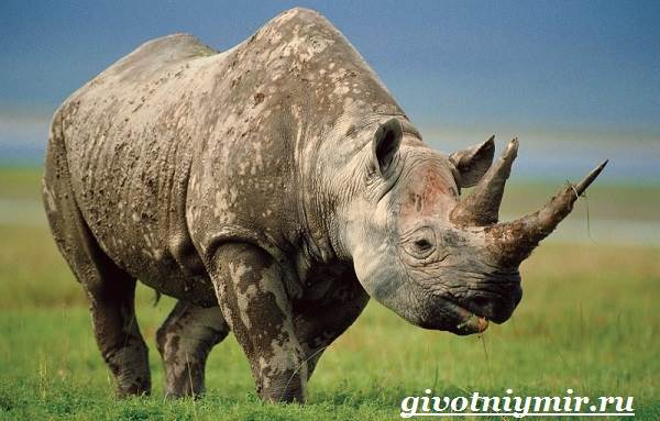 Носорог-животное-образ жизни-и-среда обитания-носорог-1