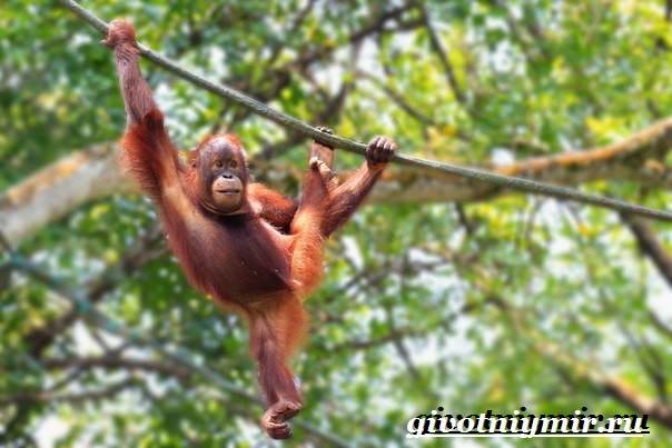 Орангутанг-обезьяна-орангутанг-образ жизни и среда обитания-2