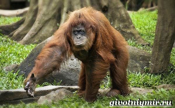Орангутанг-обезьяна-орангутанг-образ жизни и среда обитания-3
