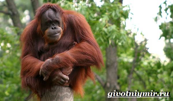 Орангутанг-обезьяна-орангутанг-образ жизни и среда обитания-4