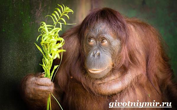 Орангутанг-обезьяна-орангутанг-образ жизни и среда обитания-5