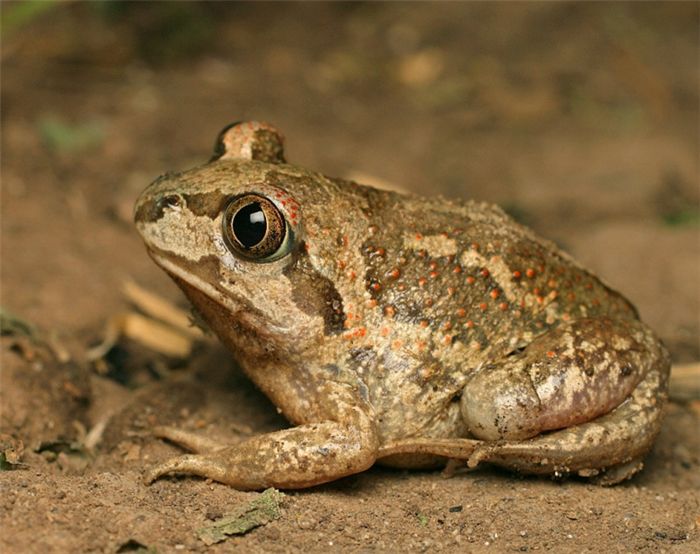 Самые большие лягушки в мире: 10 самых больших и тяжелых жаб