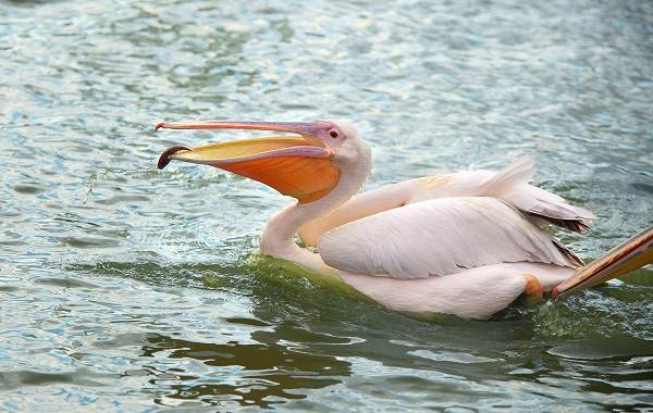 Розовый-пеликан-птица-описание-особенности-образ жизни-и-среда обитания-2