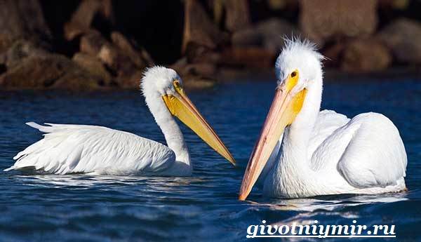 Пеликан-птица-образ жизни и среда обитания-пеликано-5