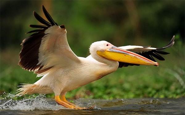 Розовый-пеликан-птица-описание-особенности-образ жизни-и-среда обитания-5