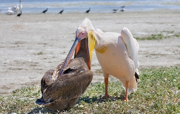 Розовый пеликан-птица-описание-особенности-образ жизни-и-среда обитания-11