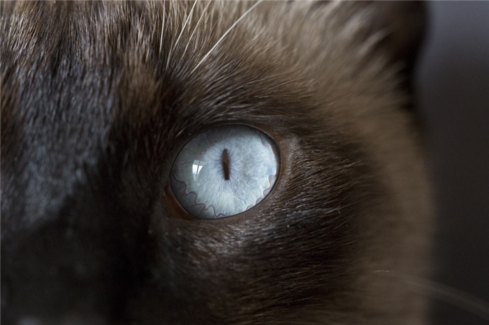 Особенности зрения кошек