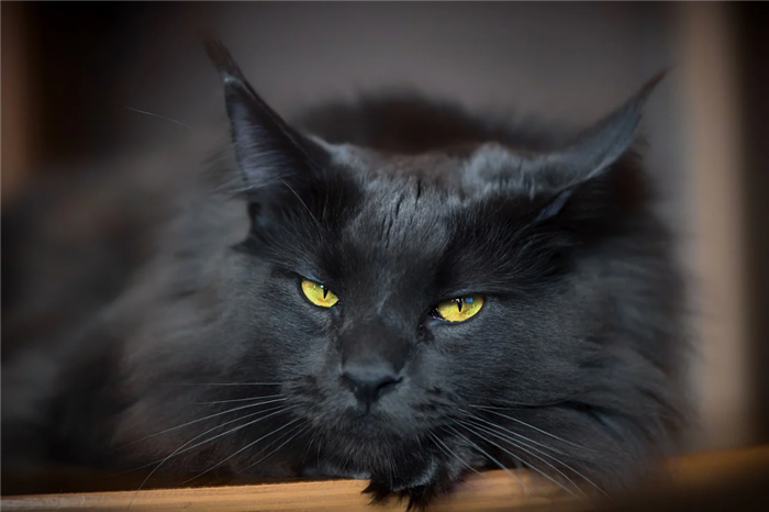 Почему кошачьи глаза светятся в темноте