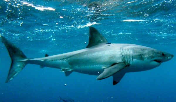 Фото: Размеры большой белой акулы