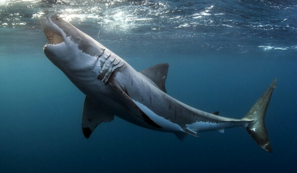 Фото: Пасть большой белой акулы