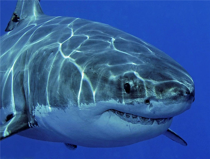 злой хищник в виде большой белой акулы