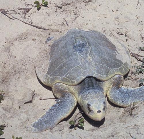 Среди морских подвидов кожистая морская черепаха считается гигантской