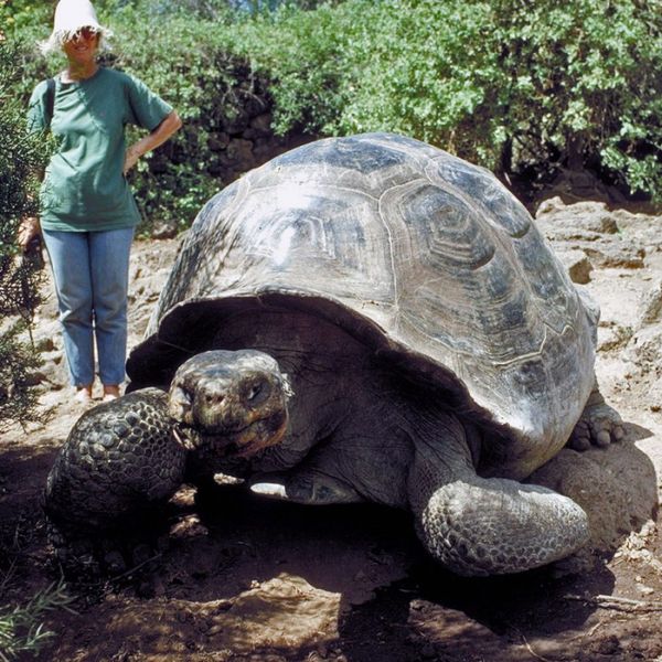 Сколько весит черепаха? Самые большие и самые маленькие, размеры и вес самых известных видов