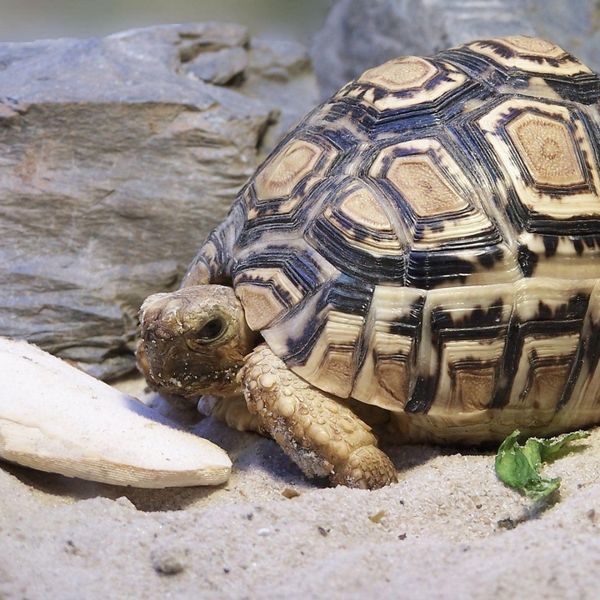 Сколько весит черепаха? Самые большие и самые маленькие, размеры и вес самых известных видов