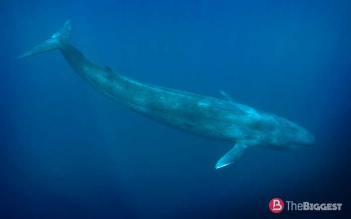 Синий кит — самый большой кит в мире