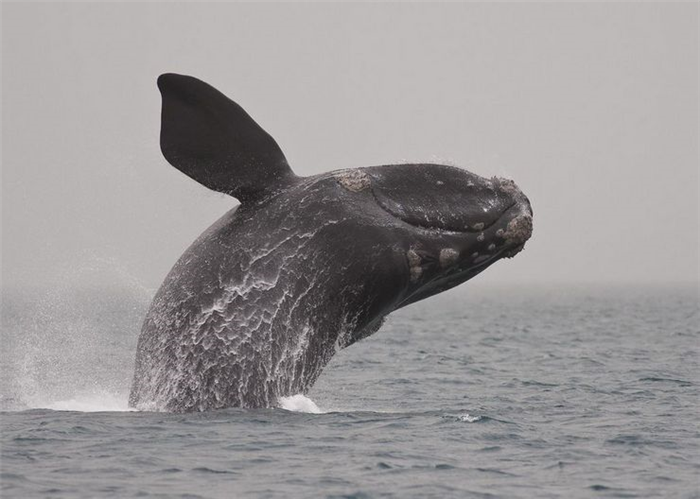Южный кит