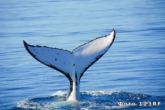 Сравнение размеров синего кита с размерами человека и других животных
