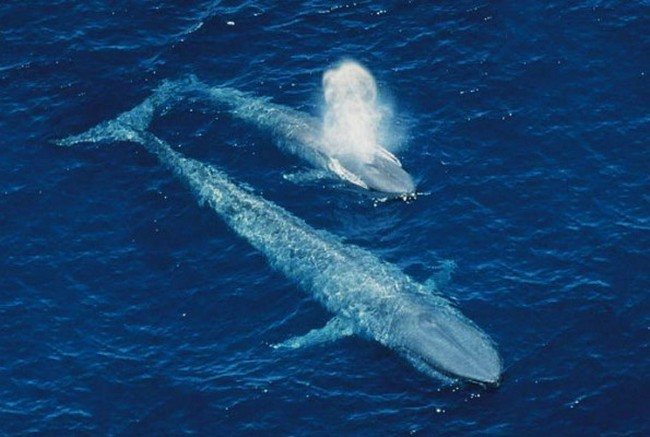 Синий кит имеет серый цвет с голубым отливом