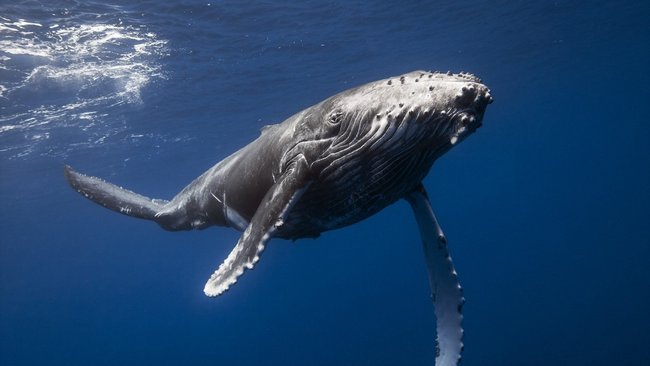Самый большой кит в мире — синий кит
