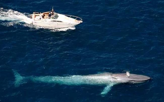 Синий кит может перевернуть средний корабль