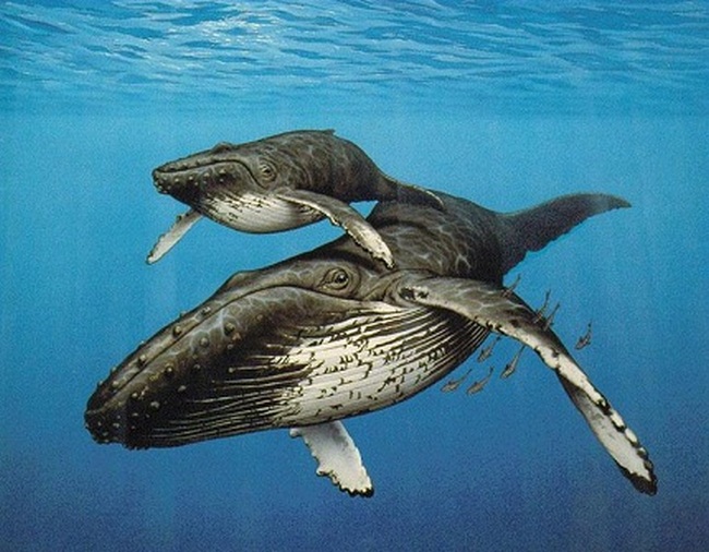 Самка синего кита с детенышем