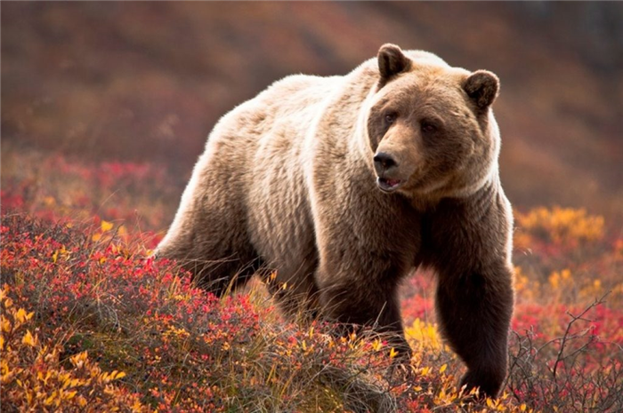 самый большой белый медведь, в мире, в истории, фото, факты