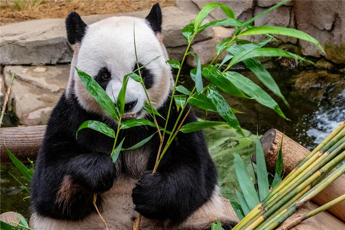 Гигантская панда сидит с бамбуком в лапах