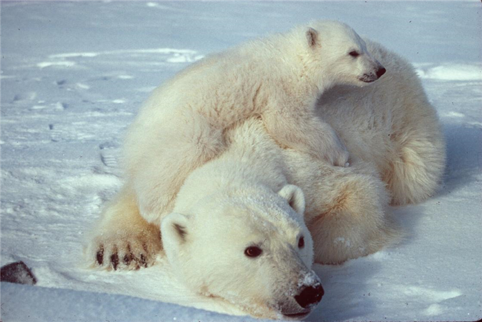 Белый медвежонок лезет на медведя